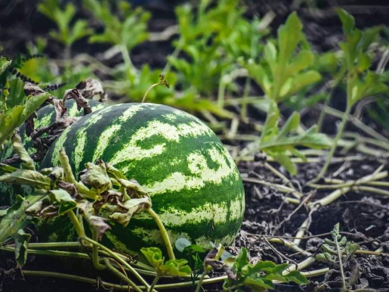 Pleasure, Pride & Prejudice